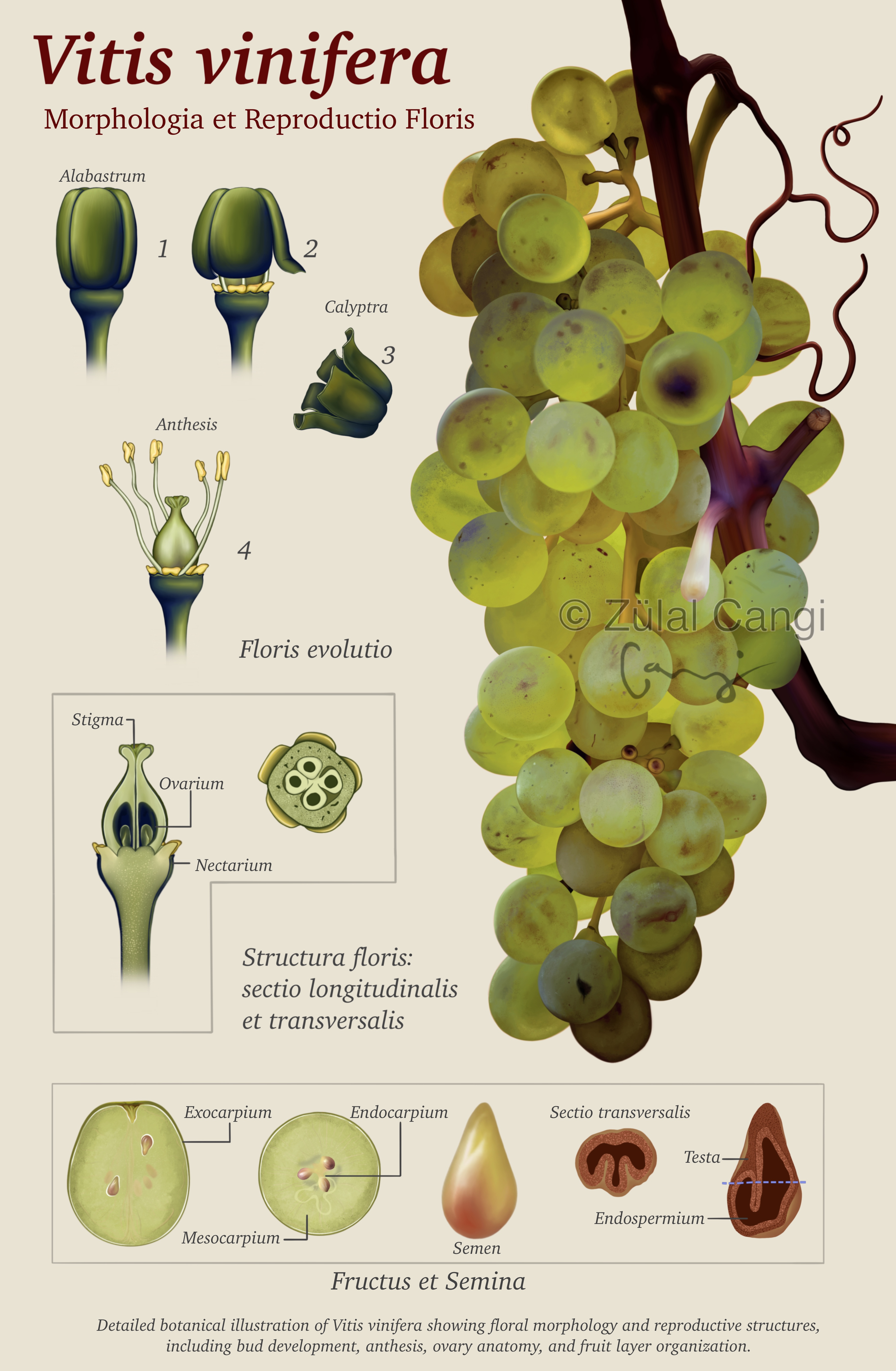 Vitis Vinifera-Morphologia et Reproductio Floris